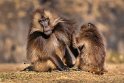 149 Simien Mountains, gelada